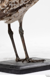 Bird  11 leg 0010.jpg